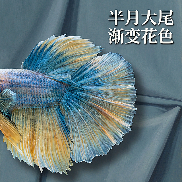 [主图 3] 重新设计细节特写主图，保留斗鱼原形态颜色不变；[氛围/风格] 创意后印象派风格，结合塞尚静物结构感，色彩稳重高级；[画面元素] 特写斗鱼半身和尾鳍，重点展现尾鳍渐变层次和纹理质感，背景为塞尚风格蓝灰色调静物衬布，简洁突出主体，保留斗鱼原生结构；[配色色系] 保留斗鱼原蓝黄白渐变，背景主色调：高级灰蓝色调；[视角构图] 特写对角线构图，突出尾鳍纹理层次；[文字版式] 右上角文字 "半月大尾 渐变花色"，白色字体加浅投影，不遮挡主体细节；[比例分辨率] 1:1 比例，2k 分辨率。