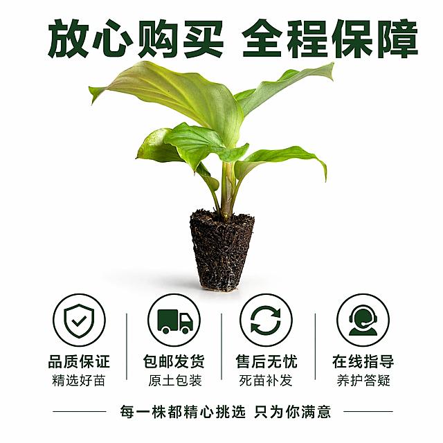 电商主图第十张，服务承诺与购买保障图。纯白背景，青苹果竹芋苗居中偏上放置，完整展示。保持外观与输入产品图绝对一致。商品主体占比约50%。下方大面积区域为服务保障信息，横向排列四个图标加文字：第一个配盾牌图标"品质保证 精选好苗"；第二个配卡车图标"包邮发货 原土包装"；第三个配循环箭头图标"售后无忧 死苗补发"；第四个配客服图标"在线指导 养护答疑"。顶部大标题"放心购买 全程保障"，深绿色粗体无衬线，居中。底部有一行小字"每一株都精心挑选 只为你满意"。商业摄影质感，柔光均匀，植株清晰真实，底部柔和投影。1:1正方形比例，文字清晰，超高清。负向提示：变形，文字错乱，水印，电商平台Logo。