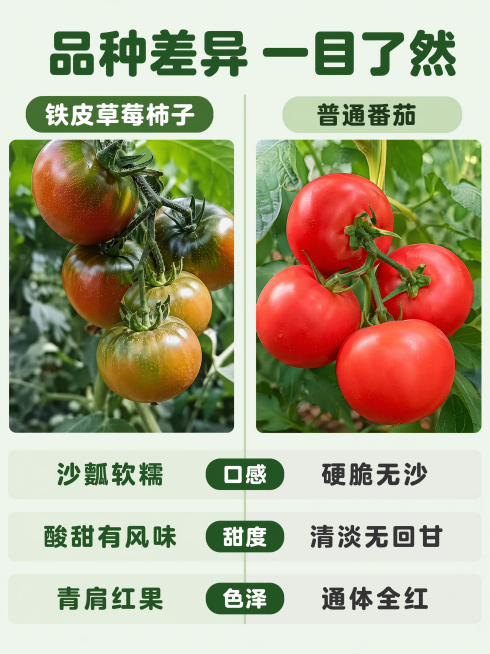 [第7屏] 品种对比-铁皮柿子vs普通番茄。
[氛围/风格] 对比信息风，清晰直观，突出差异。
[元素布局] 左右分栏对比：左侧展示本产品铁皮柿子，使用图1的挂果图，保持外观不变；右侧展示普通红番茄，预览效果