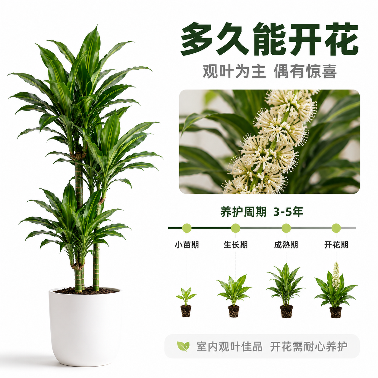 [主图-7] 金心也门铁 多久能开花 洁白背景 开花说明图解… - 图片创意预览