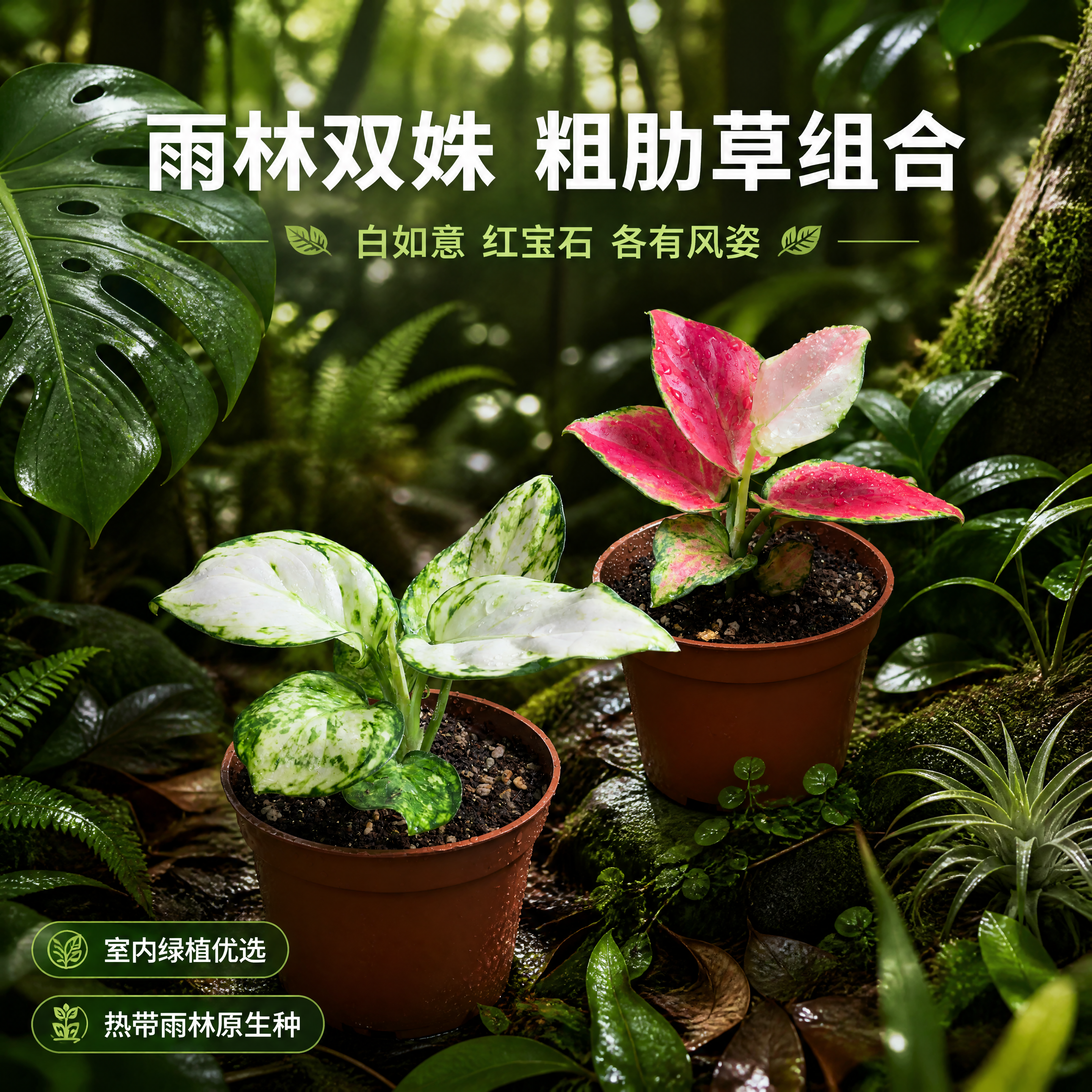 [主图-4] 白如意粗肋草和红宝石粗肋草 热带雨林场景搭配展示… - 图片创意预览