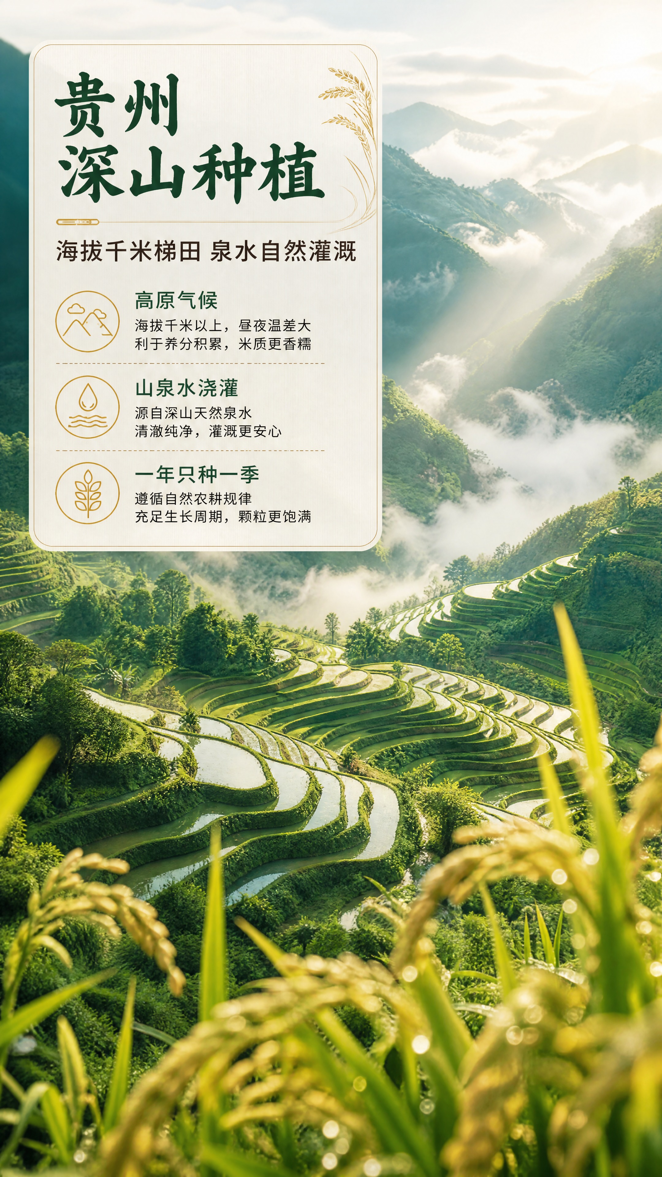 [商品] 使用【图1】【图2】中的大米产地概念参考；本张不出现… - 图片创意预览