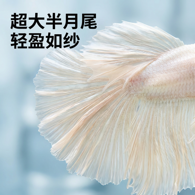 [主图 3] 白色婚纱泰国斗鱼尾鳍细节放大主图
[氛围/风格] 微距特写，极致质感，清晰展示纹理细节
[画面元素] 聚焦放大斗鱼扇形尾鳍部分，展示婚纱白色渐变纹理和细腻褶皱，背景干净虚化，突出尾丝轻盈预览效果