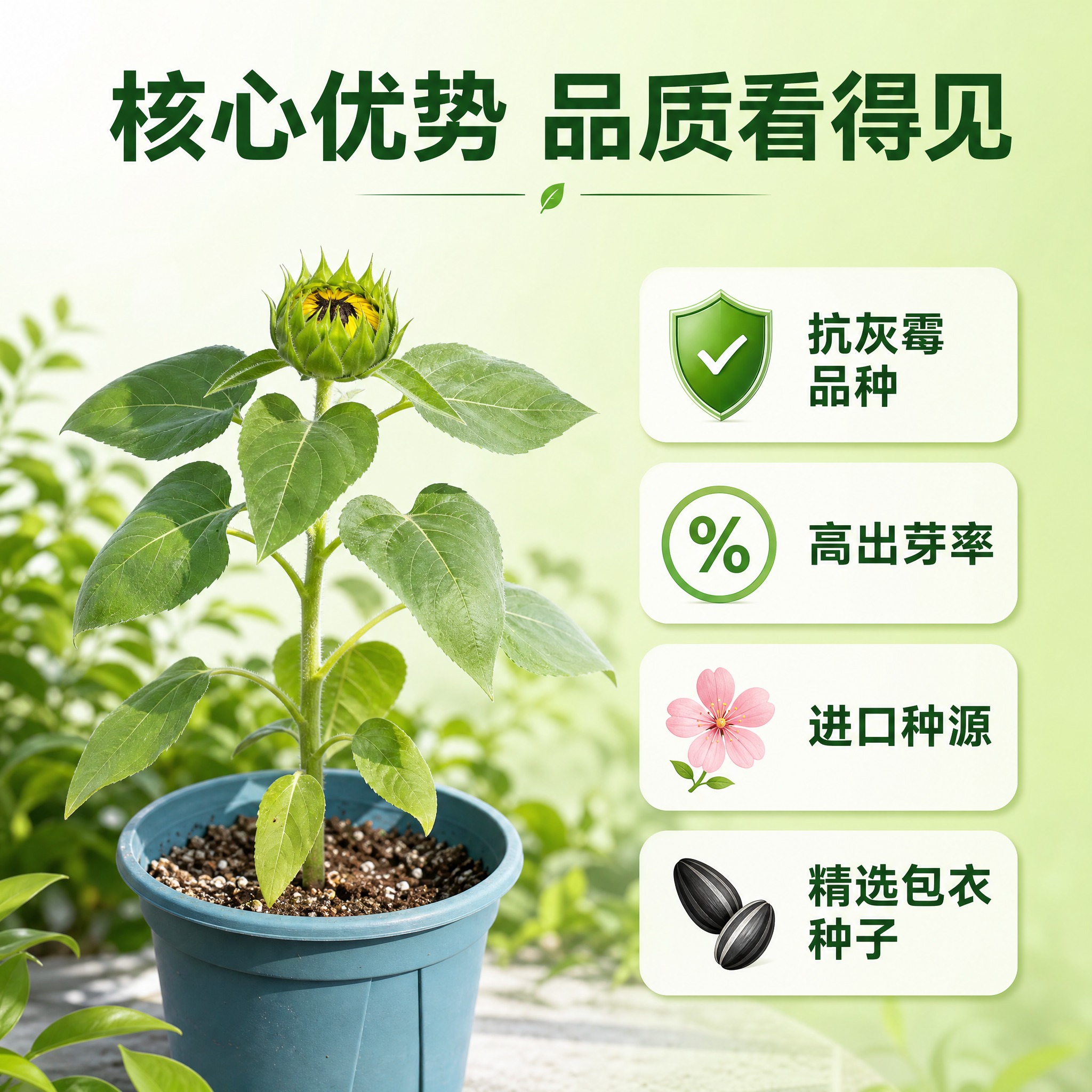 向日葵种子核心优势展示图 左侧为健康茁壮的向日葵成株盆栽 叶片… - 图片创意预览