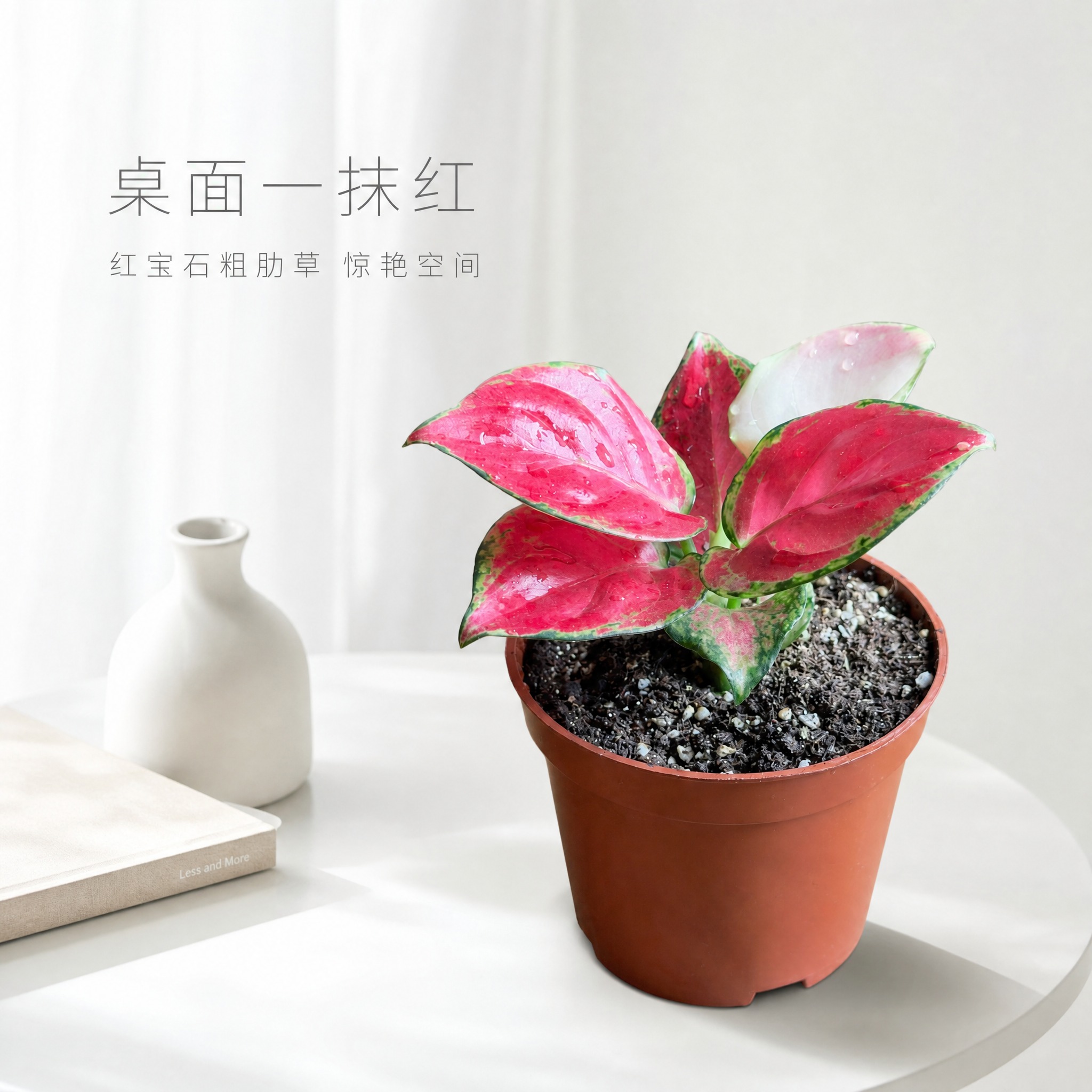 [主图-7] 红宝石粗肋草桌面场景展示主图，白色背景中融入极简… - 图片创意预览