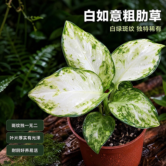 [主图-3] 白如意粗肋草 叶片斑纹细节卖点图 唯一任务是展示白如意粗肋草独特的白绿相间斑纹叶片 体现品种特色与质感
[统一基调] 热带雨林自然氛围 4K高清商业摄影质感 真实植物叶片纹理 深绿色雨林环境主色 叶片白绿斑纹清晰 标题字色为白色加粗无衬线字体 辅助字色为浅绿 强调色为叶片的奶白斑纹 字体为现代简洁无衬线体 字号层级分明 卡片样式为半透明深绿色圆角轻底板 整体风格自然清新高级
[画面] 画面主体为白如意粗肋草盆栽的特写 保留原棕红色塑料花盆 主体占画面约70% 视角为略微俯视的45度角 重点展示顶部几片完整的白绿斑纹叶片 叶片大面积为奶白色或淡绿色 带有深绿色的斑点与斑纹镶边 斑纹分布自然独特 每片叶子图案都不同 叶片表面布满晶莹水珠 叶脉清晰 叶片肥厚有光泽 背景是虚化的热带雨林绿色植物 有藤蔓与蕨类叶片作为环境衬托 背景模糊处理 突出前景叶片 花盆放置在湿润的树皮上 有苔藓点缀
[光影质感] 柔和的自然散射光 从左上方照射 白绿色叶片在光线下呈现温润的半通透感 深绿色斑纹边缘清晰 水珠有明亮高光 叶片表面有细腻的纹理 真实植物摄影质感 景深较浅 焦点集中在中央主叶片上 叶片层次分明
[配色] 主体叶片为奶白色与深绿色相间斑纹 水珠透明反光 花盆棕红色 背景为多层次绿色虚化 文字为白色与浅绿色 整体色调清新雅致 热带雨林自然氛围
[文字版式] 画面右上位置主标题 白色加粗大字 "白如意粗肋草" 下方小字 "白绿斑纹 独特稀有" 左下位置三个小卖点 半透明深绿色圆角底板 白色小字 分别为 "斑纹独一无二" "叶片厚实有光泽" "耐阴好养易活" 文字放在叶片周围的负空间 不遮挡主叶片
[输出要求] 1:1正方形比例 4K超清画质 叶片斑纹清晰 水珠真实 文字清晰可读 禁止变形 错字 模糊 杂乱 水印 平台Logo 禁止叶片颜色失真 斑纹模糊 畸形