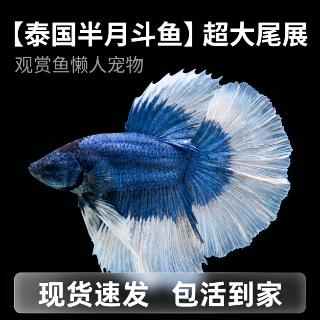 [主图 1] 泰国半月斗鱼商品首图，突出展示夸张大尾部
[氛围风格] 高端商业水族观赏鱼主图，干净高级突出产品
[画质] 商业摄影质感、光线通透锐利、产品清晰真实、真实水族质感，画面干净高级
[元素]预览效果