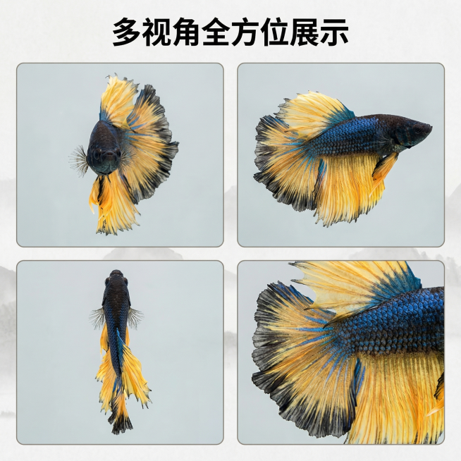 [主图 4] 多视角斗鱼拼图展示主图
[氛围风格] 中国风，统一真实质感。
[画面元素] 商业摄影质感、光线柔和通透、产品清晰真实、画面干净高级。四张不同视角的斗鱼拼接展示（正面、侧面、俯视、特写），预览效果