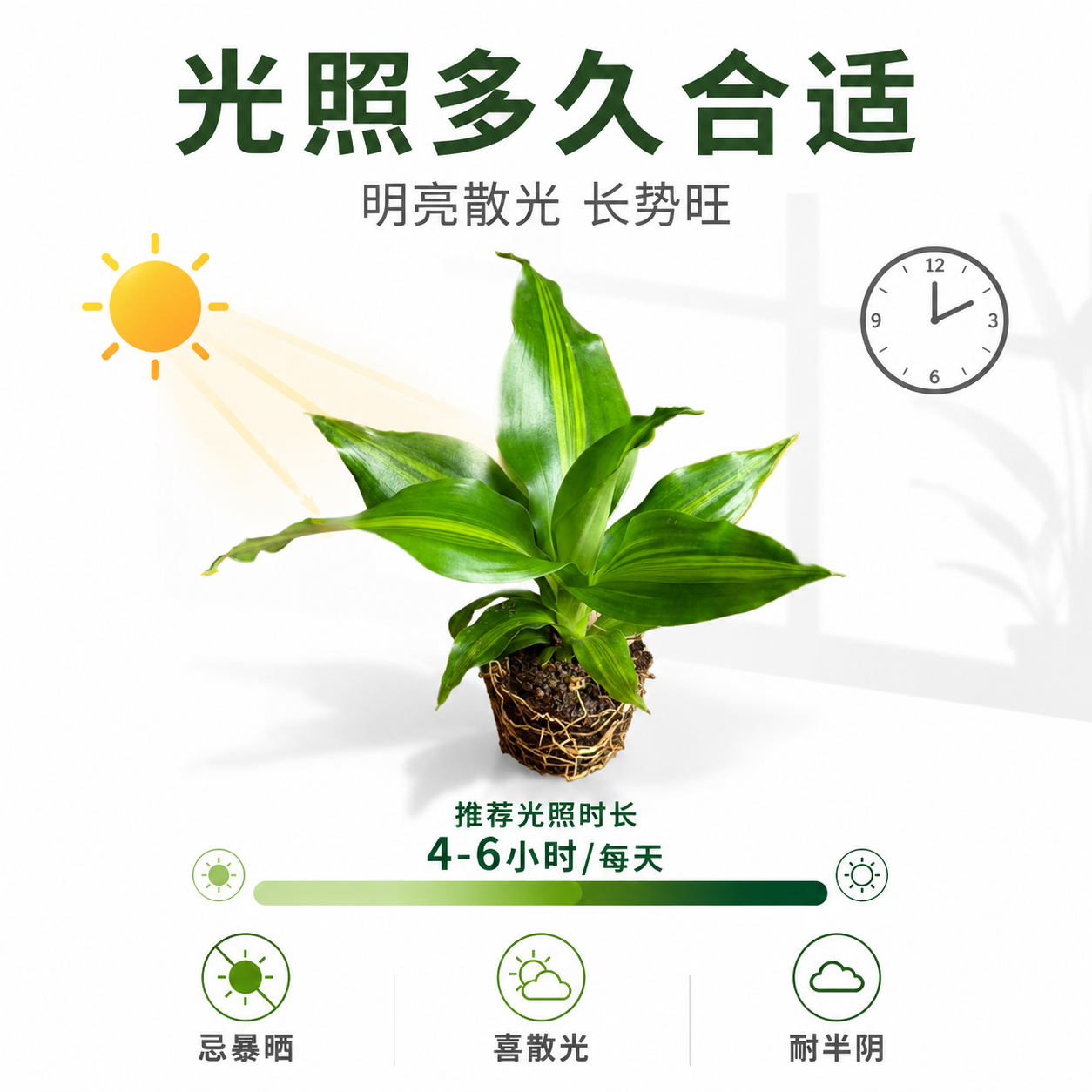 [主图-5] 金心也门铁 光照需求 洁白背景 光照时长图解 [… - 图片创意预览