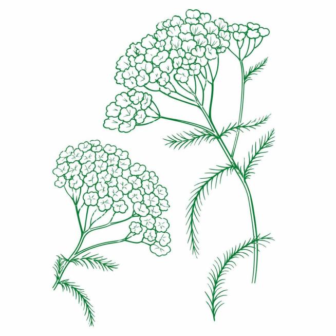 参考图片中的海茴香花纹，提取生成海茴香花纹矢量图，线条清晰，配色为绿色，保持植物原有形态结构预览效果