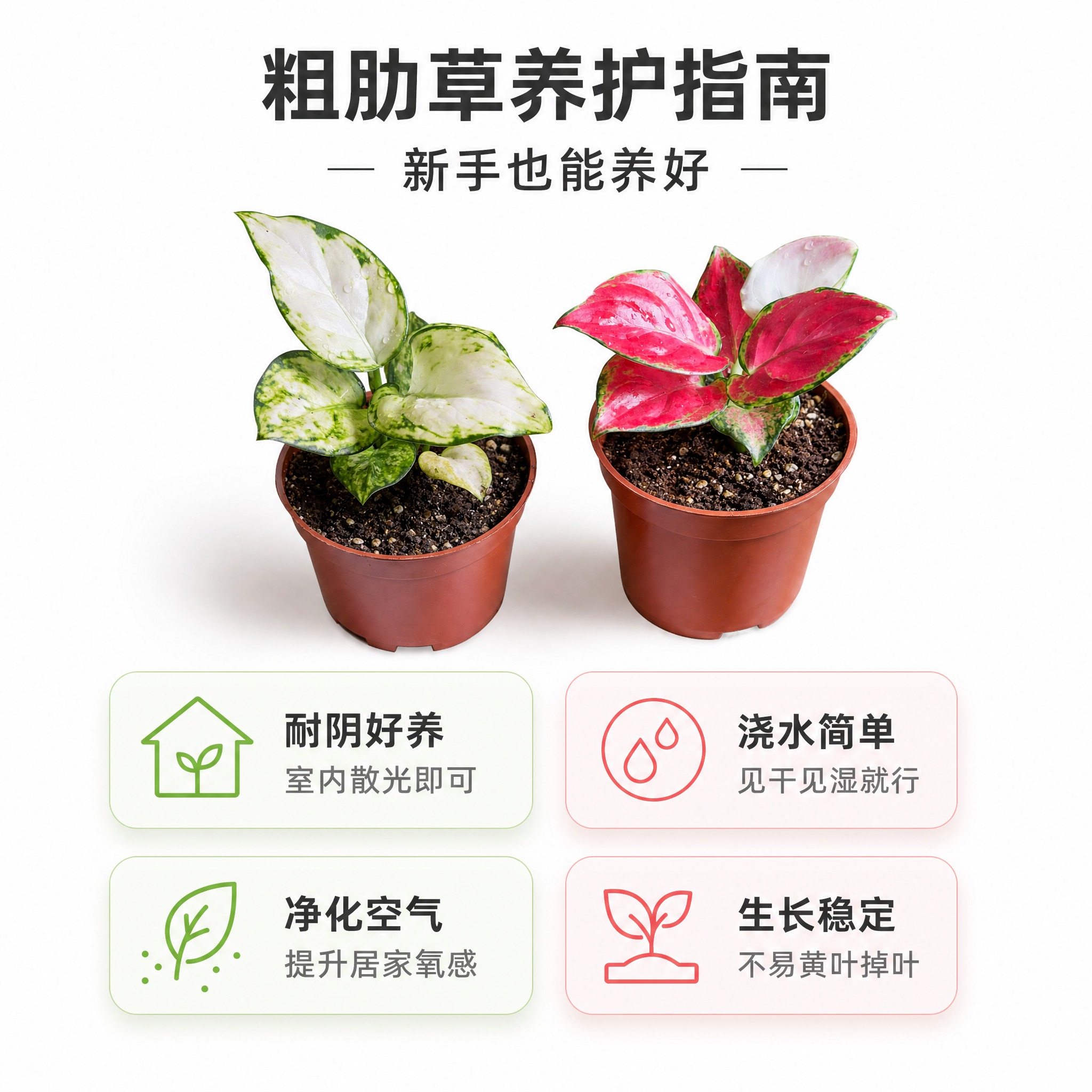 [主图-8] 养护卖点信息图 好养耐阴 新手友好 白如意与红宝… - 图片创意预览
