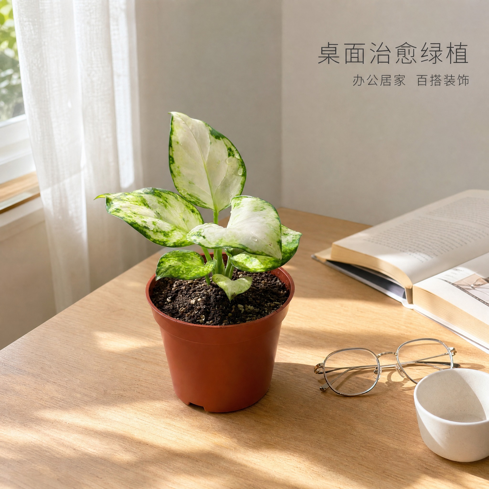 [主图-6] 白如意粗肋草 桌面场景图 唯一任务：展示白如意粗… - 图片创意预览