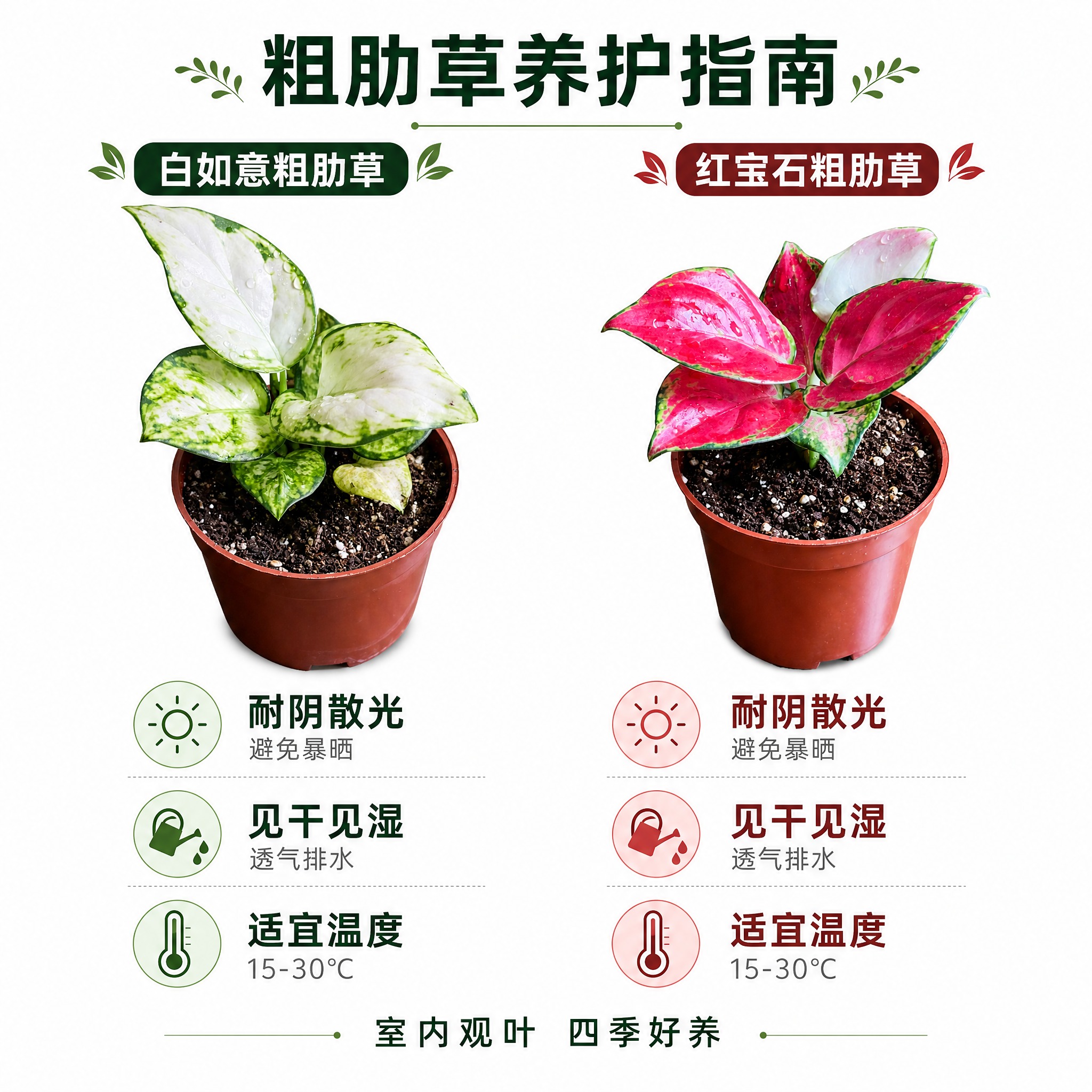 [主图-8] 双品组合养护卖点信息主图，白色背景，展示白如意与… - 图片创意预览