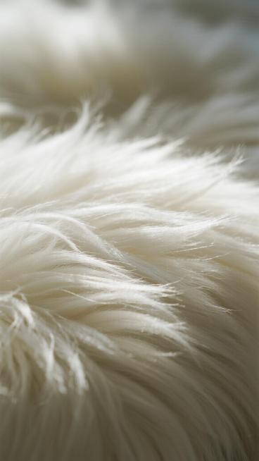 一张毛绒质感的背景图，主体为纯净的白色毛绒材质，具有细腻柔软的长绒毛质感，绒毛呈现自然的蓬松卷曲状态，光线从上方柔和照射，使绒毛顶部泛着明亮的高光，底部则形成浅淡的阴影，整体光影过渡自然，营造出温暖、柔软、舒适的氛围，背景简洁无其他元素，突出毛绒材质的细腻纹理和蓬松质感。预览效果