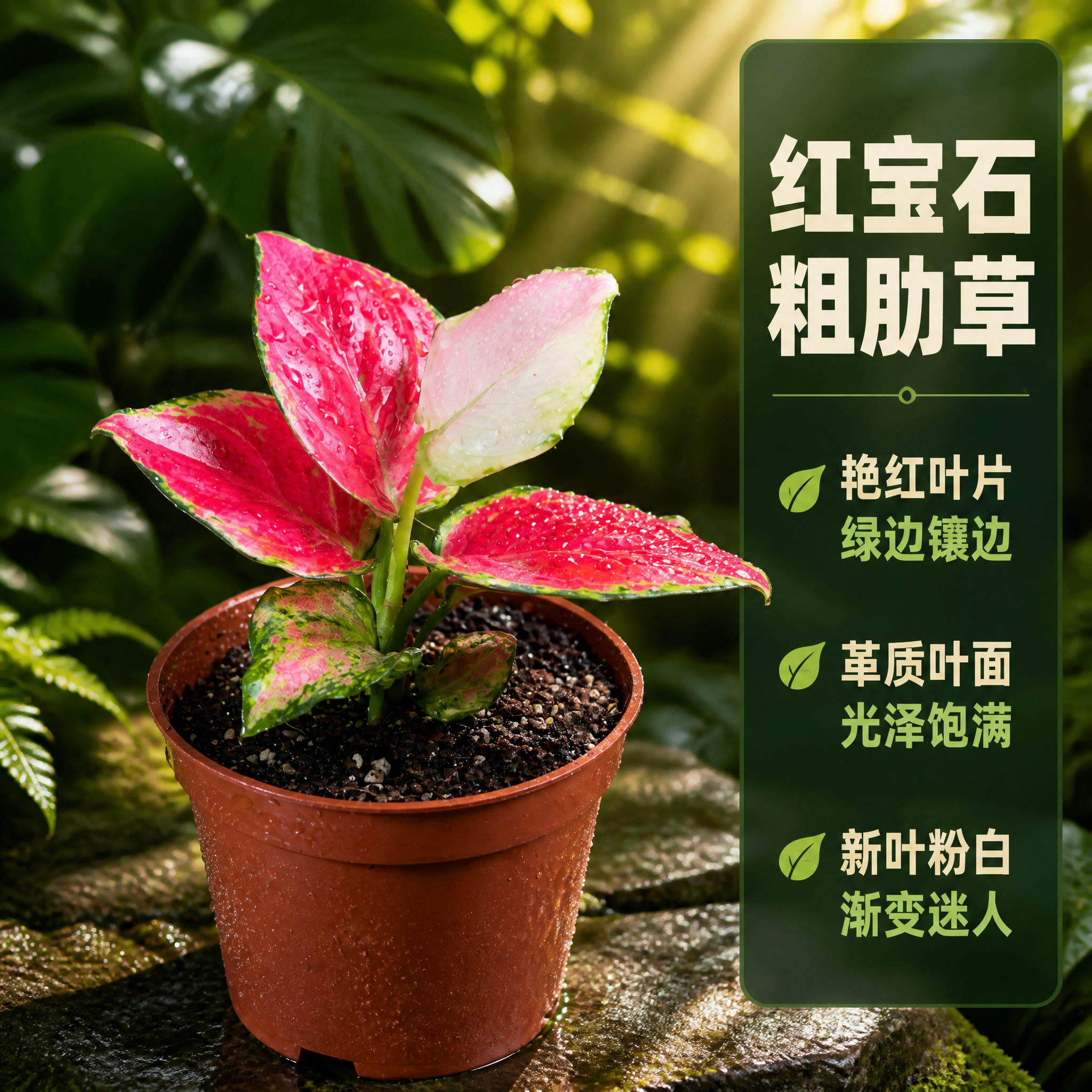 [主图-2] 红宝石粗肋草单品种特写展示主图。 [统一基调]… - 图片创意预览