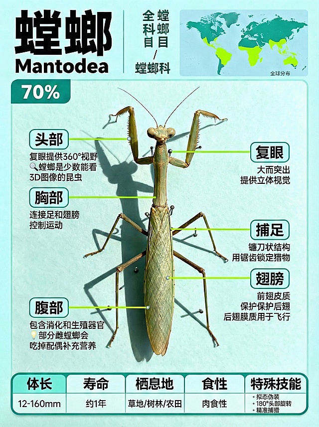 螳螂