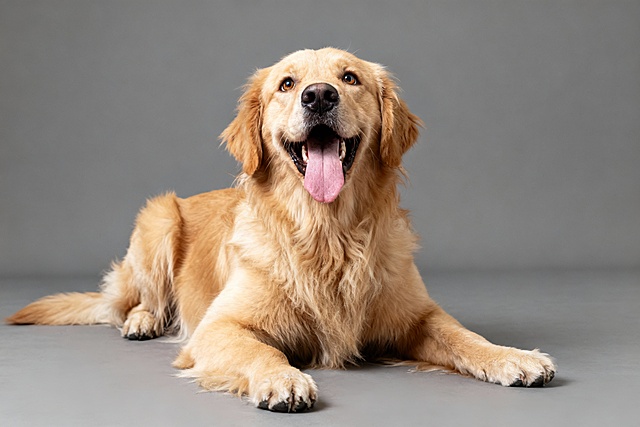 生成金毛犬抬头直视前方非常兴奋表情的趴着的清晰全身图像