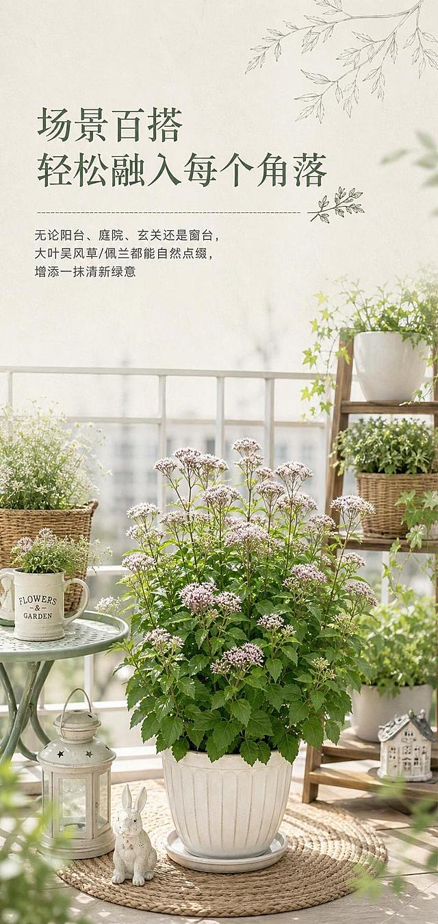 简约文艺风格淘宝详情页，佩兰全景产品场景百搭展示，展示佩兰在阳台场景的种植效果，自然清新，简约文艺