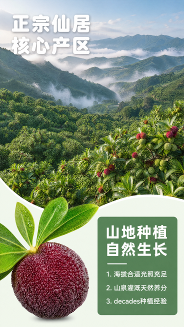 [第2屏] 浙江仙居产地优势展示屏，东魁杨梅产地介绍。
[氛围/风格] 自然原生态氛围感，实拍山区果园场景，真实自然，绿色清新，商业摄影质感。
[元素布局] 画面分为上下两部分，上半部分占据2/3高度预览效果