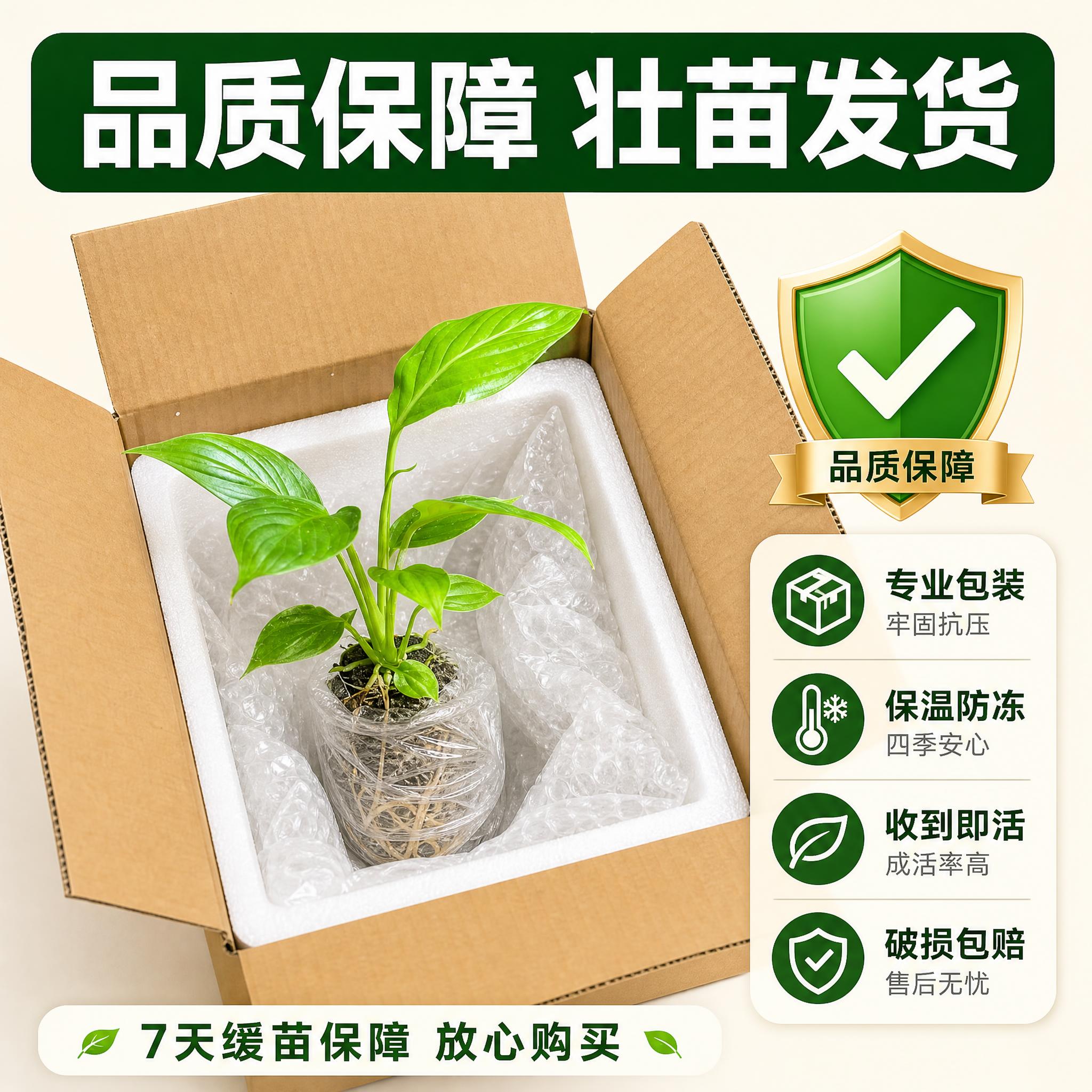 [主图-10] 开箱品质保障 发货状态展示。 [统一基调] 拼… - 图片创意预览
