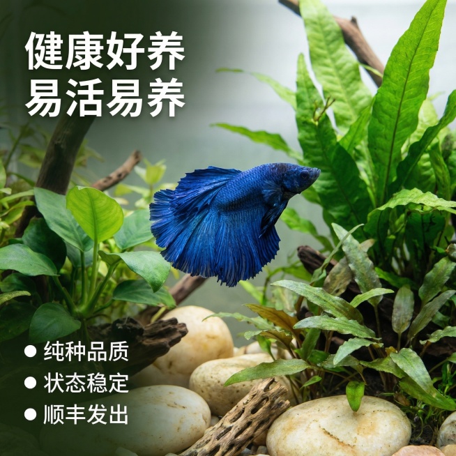 [主图 3] 
[主图主题] 泰国斗鱼造景展示
[氛围/风格] 自然水族生态风格，清新舒适氛围感
[画面元素] 保持这只泰国斗鱼半月大蓝袍的外形和颜色完全不变，斗鱼游动在布置好的小型生态鱼缸中，背景搭预览效果