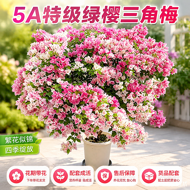 基于参考图中的绿樱三角梅盆栽，制作淘宝天猫电商主图，1:1正方形构图。保留原盆栽粉白渐变的繁盛花朵和翠绿叶片，将画面优化为更精美的电商主图效果。在画面上方添加醒目商品名称文字："5A特级绿樱三角梅"，在画面下方清晰排列四个卖点文字："花期带花"、"配套成活"、"售后保障"、"货品配套"。文字排版美观清晰，整体风格清新自然，突出产品鲜活茂盛的状态，具有绿植花卉类电商主图的吸引力和购买欲。