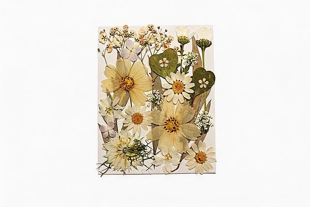 将图中干花拼贴画的背景改为纯白色，保留干花本身的细节和形态