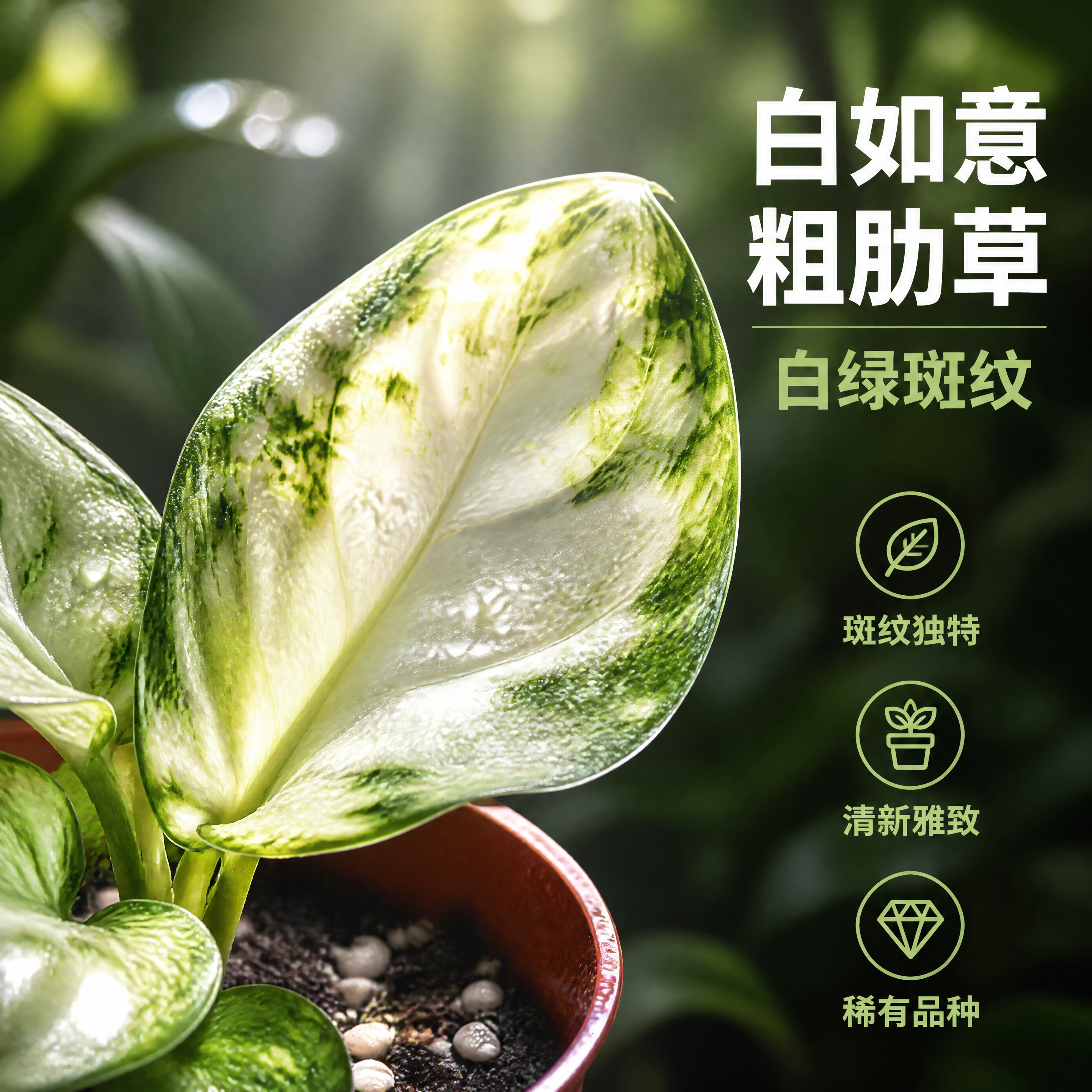 [主图-3] 白如意粗肋草 叶片细节特写卖点图 [统一基调]… - 图片创意预览