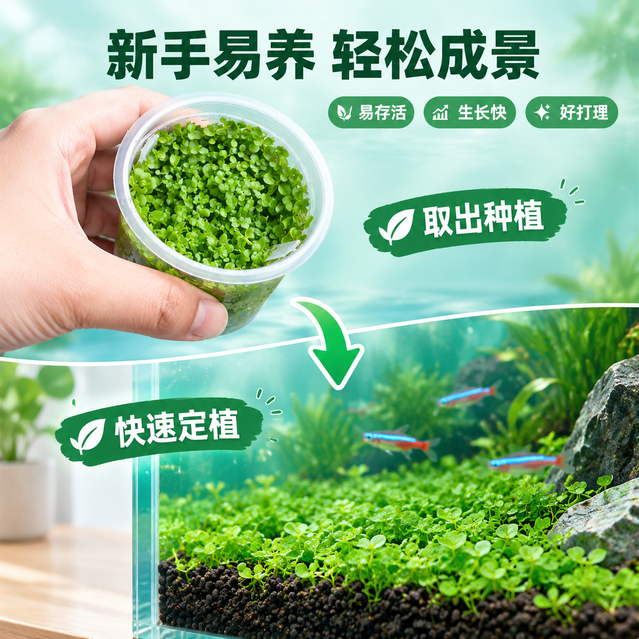 [主图-6] 新手易养场景，主题：新手友好 轻松成景。 [统一… - 图片创意预览