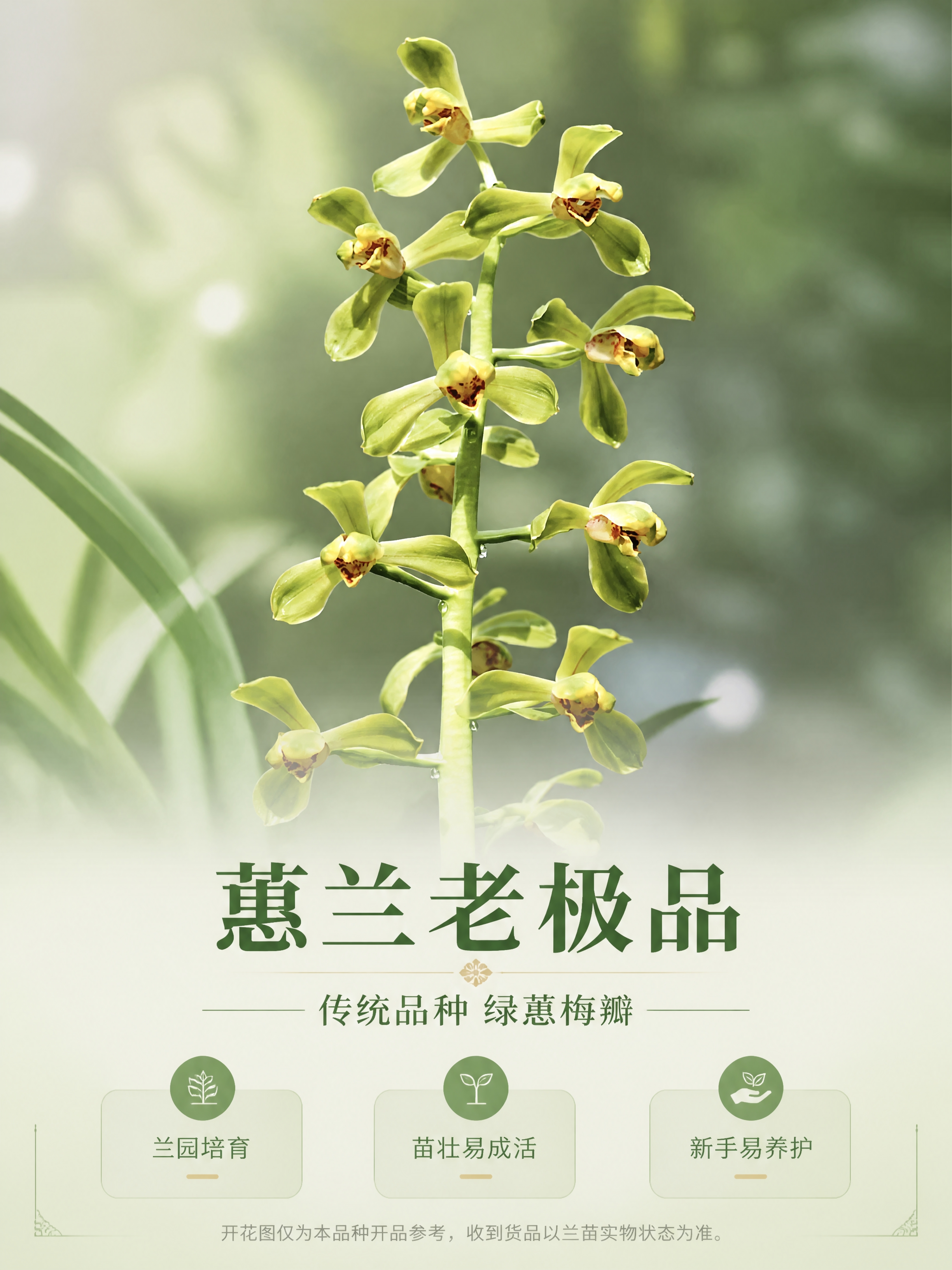 [商品] 使用【图1】蕙兰老极品开花参考图；保留花朵结构、瓣型… - 图片创意预览