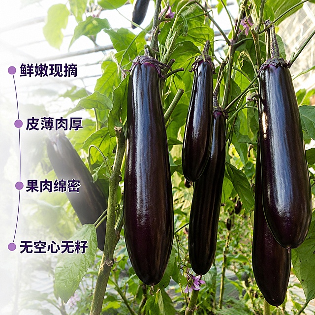 [主图-2] 产地实景展示，紫长茄挂在藤上生长状态；保持茄子外形、大小与实拍产品图一致，仅将绿色把头修改为紫色把头，其他不变；背景是温室大棚种植环境，充满自然生机，自然光透过棚膜，光线柔和明亮；保持茄子挂藤状态和绿叶位置不变，只修改把头颜色；左侧使用引线标注核心优势，每个特点用短句，深紫色文字配浅紫色小圆点；文字标注：鲜嫩现摘、皮薄肉厚、果肉绵密、无空心无籽；画面为1:1比例，商业摄影质感，产品清晰，4K分辨率；文字清晰不遮挡主体，负向提示词：变形，文字错乱，产品图模糊，背景杂乱，水印，电商平台Logo