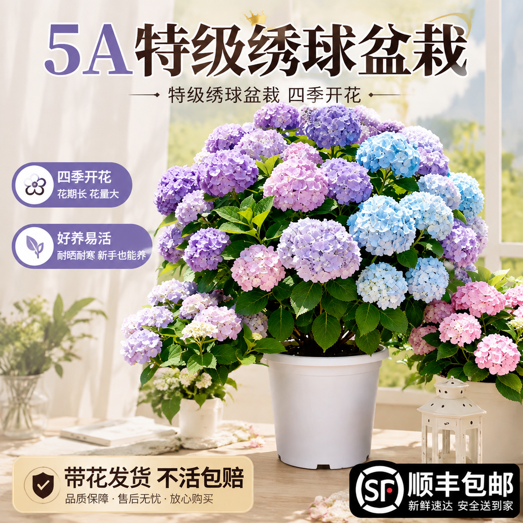 淘宝天猫1:1电商主图，5A特级绣球盆栽商品，保留绣球盆栽主体… - 图片创意预览