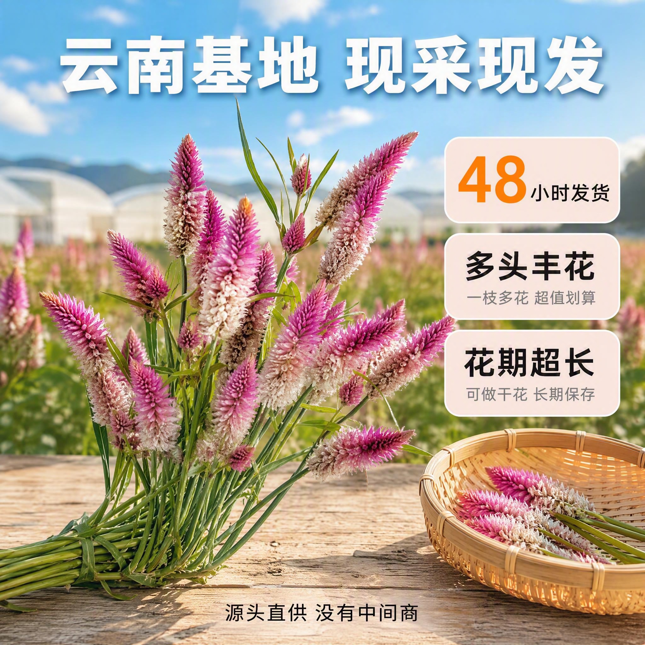 [主图-2] 多头粉白凤尾鸡冠花 产地溯源与核心卖点图 [氛围… - 图片创意预览