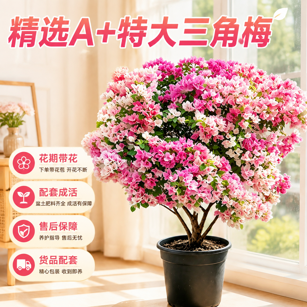 基于图中的三角梅盆栽生成淘宝天猫电商主图，1:1正方形构图，保… - 图片创意预览