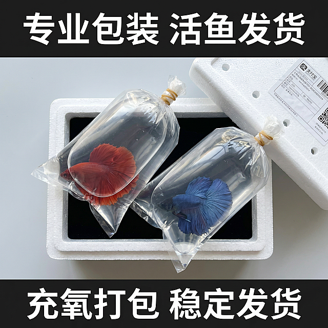 [主图 7] 泰国斗鱼包装展示
[氛围/风格] 真实开箱场景，专业运输包装，安全感
[画面元素] 展示斗鱼专用运输包装袋/包装盒，大红袍和大蓝袍分别在独立的充氧包装中，放置在干净背景上，清晰展示包装状态，体现专业发货流程，保证活鱼到货安全
[配色色系] 透明包装，斗鱼本身深红+正蓝色彩突出，背景浅灰色干净整洁
[视角构图] 平铺俯视构图，包装完整展示，主体清晰
[文字版式] 顶部标题“专业包装 活鱼发货”，底部标注“充氧打包 稳定发货”，字体白色清晰，不遮挡包装内斗鱼主体
[比例分辨率] 1:1 比例，2k 分辨率
