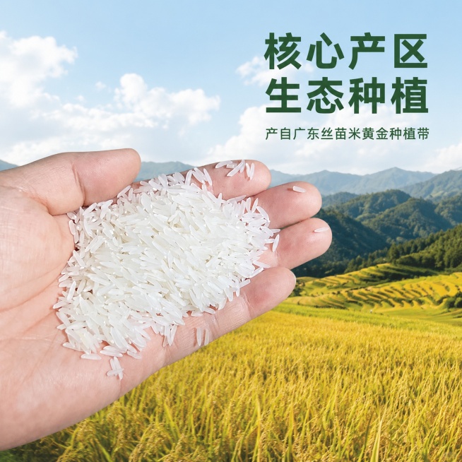 [主图-2] 广东丝苗米产地溯源主图，展示核心产区生态环境，风格为原生态自然风，低饱和度清新质感，要求商业摄影质感，光线柔和通透，产品清晰真实，画面干净高级。画面主体左侧为手掌捧着一把晶莹饱满的丝苗米预览效果