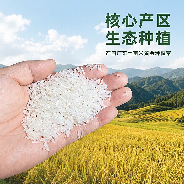 [主图-2] 广东丝苗米产地溯源主图，展示核心产区生态环境，风格为原生态自然风，低饱和度清新质感，要求商业摄影质感，光线柔和通透，产品清晰真实，画面干净高级。画面主体左侧为手掌捧着一把晶莹饱满的丝苗米，米粒清晰舒展，右侧搭配核心产区的金黄色稻田与远山全景，虚实结合。保持丝苗米米粒形状颜色质感和原图一致，不做任何变形修改，远山稻田还原用户提供的自然场景色调，低饱和度处理。商品主体占比约65%，画面构图平衡，不切割主体。光影为晴天自然光，柔和明亮，整体光线均匀通透，突出米粒洁白晶莹和稻田的金黄层次感。配色主色调为米白米粒、金黄稻田，浅绿远山，低饱和度配色，自然清新。采用左右构图，近景手捧米粒+远景稻田远山，景深适中，层次分明。文字版式：右上负空间，大字文案为"核心产区 生态种植"，深绿色粗体，小字辅助文案为"产自广东丝苗米黄金种植带"，同色系缩小字号，保持画面干净不抢主体。生成1:1比例，2048*2048分辨率，文字清晰锐利，画面超高清。负面提示词：变形，文字错乱，产品图模糊，背景杂乱，水印，电商平台Logo，高饱和度艳色，刺眼光线