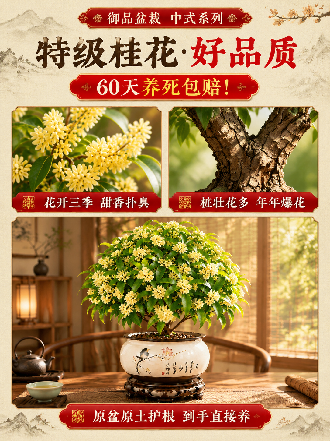 参考第二张图的版式和风格，将第一张图的桂花盆栽作为主图，制作一… - 图片创意预览