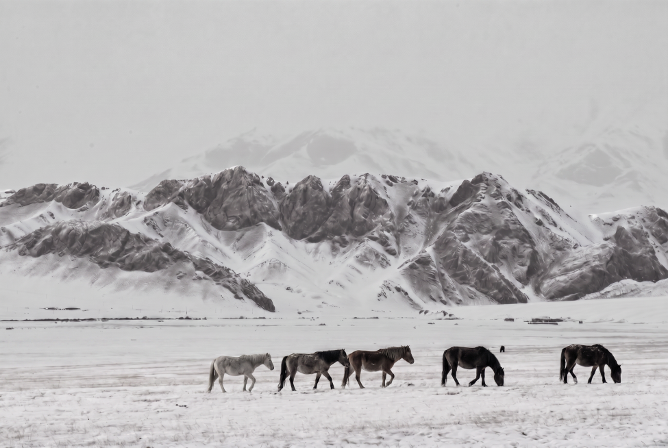 画面内容不变，将整张图片转为黑白写实照片风格，保留马匹和雪山场景预览效果