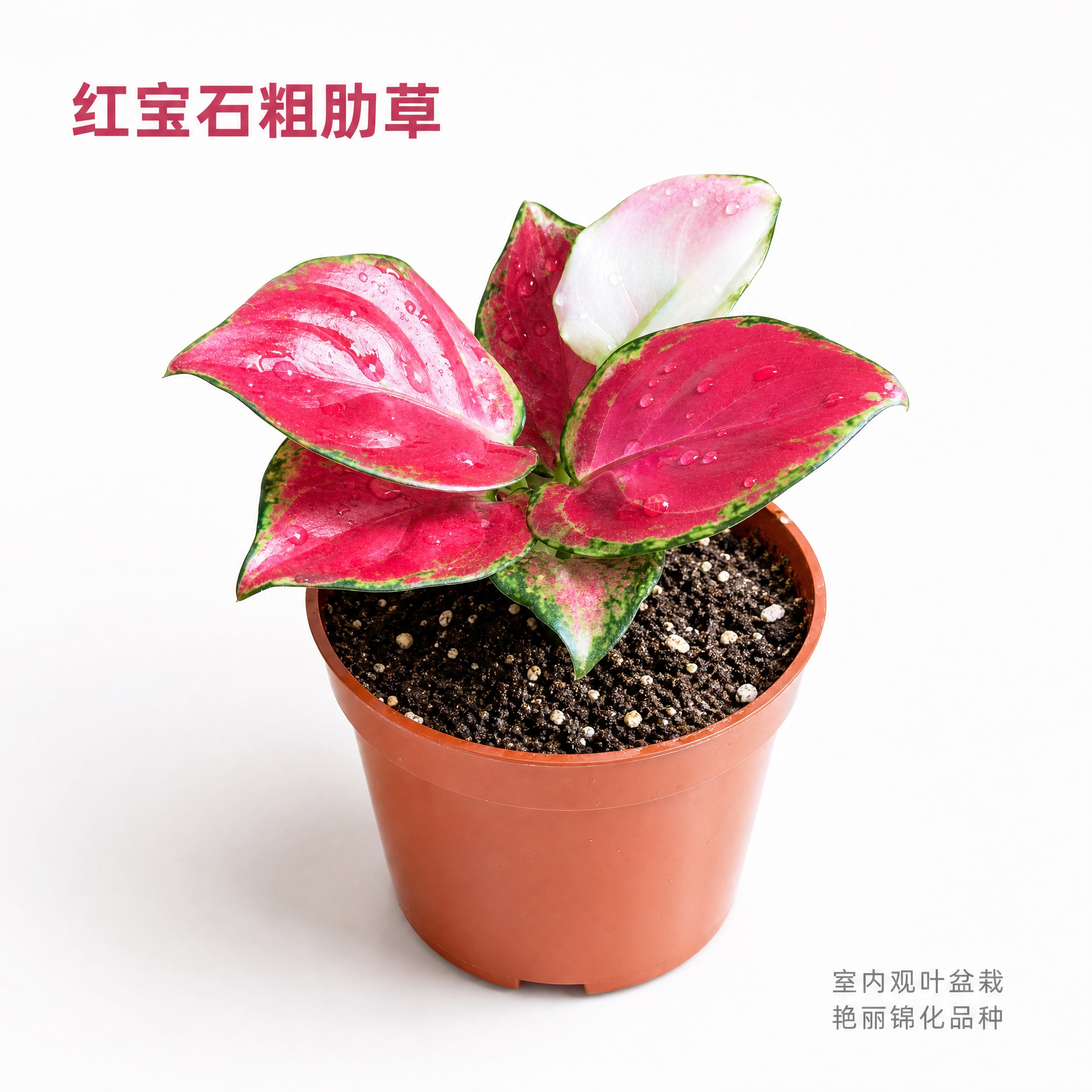 [主图-2] 红宝石粗肋草白底英雄主图，唯一任务：展示红宝石粗… - 图片创意预览