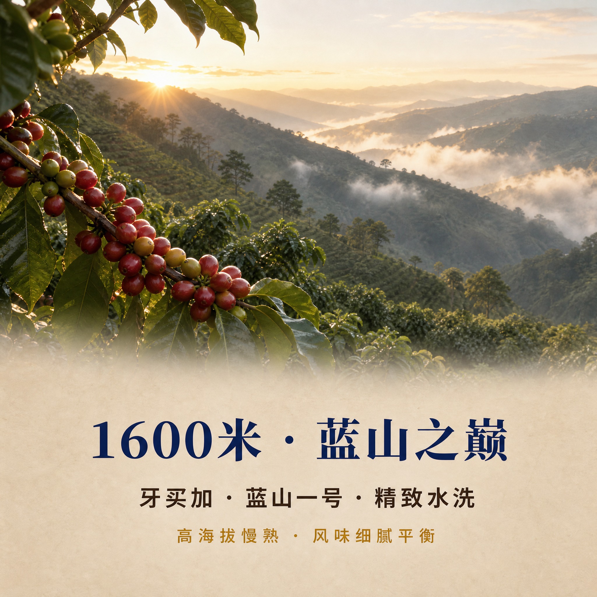 [主图-4] 产地图，展示牙买加蓝山咖啡产地环境，传递高海拔慢… - 图片创意预览