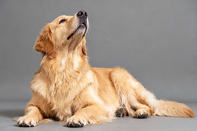 生成金毛犬抬头趴着的清晰全身图像