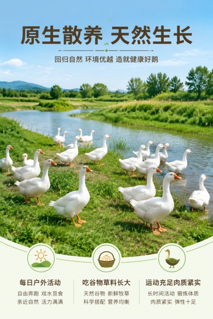 [第2屏] 产地展示-农家散养环境优势介绍。本屏使用【图1】主体参考，结合散养场景。
[氛围/风格] 原生态乡村氛围，自然开阔场景，真实摄影质感，传递天然健康理念。
[元素布局] 上半部分展示乡村河滩预览效果