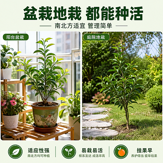 [主图-4] 爱媛红美人树苗盆栽与地栽场景展示，真实摄影风格。
[统一基调] 真实商业摄影质感，清新自然风，绿色主色调，粗黑体标题，简洁专业，淘宝/天猫品质感。
[画面] 左右分栏布局：左侧展示真实阳台盆栽场景，爱媛红美人树苗种在陶瓷花盆里，放在阳光充足的阳台花架上，旁边有其他绿植点缀，明亮窗户透进自然光；右侧展示真实庭院地栽场景，树苗种在花园草坪旁，周围有绿色植物和石板小径，阳光明媚；树苗形态真实自然，叶片翠绿有光泽，土球和花盆真实可见；整体为真实生活摄影效果，清新自然。
[光影质感] 两侧都有自然日光，光影柔和真实，阴影自然，生活气息浓厚，整体色调统一和谐，真实感强。
[配色] 背景浅绿 #F1F8E9；主色翠绿 #2E7D32；辅助色橙红 #E65100、天空蓝、米白。
[文字版式] 顶部主标题「盆栽地栽 都能种活」粗黑体深绿色；副标题「南北方适宜 管理简单」；左右两个场景各有绿色圆角标签「阳台盆栽」「庭院地栽」；底部信息条三个卖点图标+文字「适应性强」「易栽易活」「挂果早」；文字清晰，不遮挡场景主体。
[输出要求] 1:1 方图比例，4K 分辨率，文字清晰，产品清晰，真实摄影质感；负向：绘画风格，插画，卡通，手绘，树苗变形，场景不自然，塑料感，颜色偏差，水印，文字错乱，模糊，杂乱。