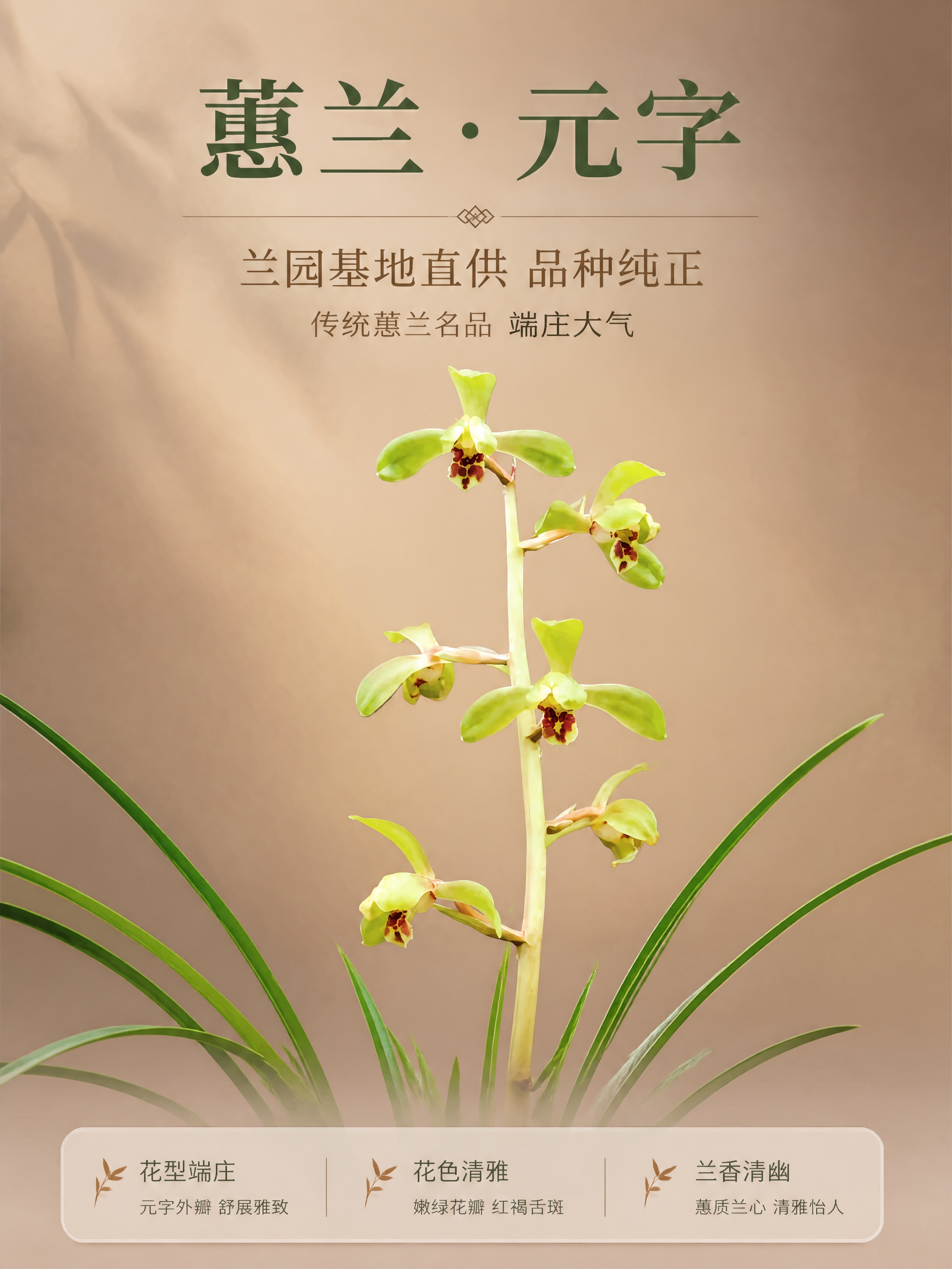 [商品] 使用【图1】蕙兰元字兰花开花图；保留花朵嫩绿花瓣、红… - 图片创意预览
