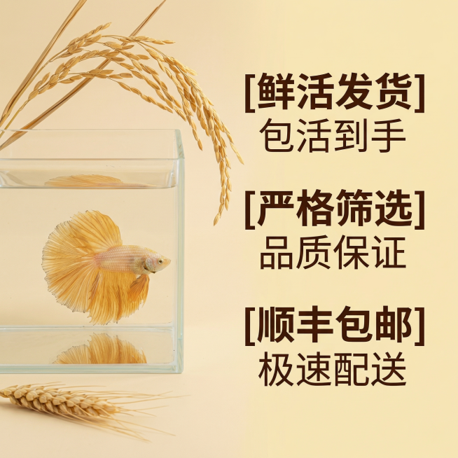 [主图 5] 服务承诺转化图
[氛围风格] 自然稻麦风格，清爽简洁，信任感强。
[画面元素] 商业摄影质感、光线柔和通透、产品清晰真实、画面干净高级。泰国斗鱼整体小图放置在画面左侧，右侧干净背景搭配服预览效果