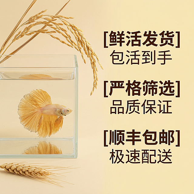 [主图 5] 服务承诺转化图
[氛围风格] 自然稻麦风格，清爽简洁，信任感强。
[画面元素] 商业摄影质感、光线柔和通透、产品清晰真实、画面干净高级。泰国斗鱼整体小图放置在画面左侧，右侧干净背景搭配服务承诺点，背景点缀少量干稻草装饰，整体自然协调，风格统一。
[配色色系] 主色调：暖米黄色；辅助色：深棕色文字，浅黄底。
[视角构图] 左鱼右文，分割清晰，整体均衡，无边框满铺。
[文字版式] 右侧纵向排列服务承诺，每条加粗标题搭配小字说明：
[鲜活发货] 包活到手
[严格筛选] 品质保证
[顺丰包邮] 极速配送
主标题加粗放大，说明文字缩小，左对齐，清晰易读，文字不遮挡主体，强对比清晰。
[比例分辨率] 1:1 比例，2k分辨率，文字清晰可辨，超高清。
[负向提示词] 变形，水印，文字错乱，产品图模糊，背景杂乱，文字遮挡主体。