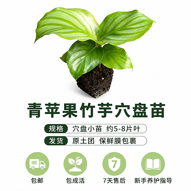 电商主图第十张，青苹果竹芋苗规格与服务承诺图。白色背景真实质感商业摄影。画面上方居中放置一株青苹果竹芋苗，带原土团，叶片饱满。商品主体占画面约50%。下方大标题"青苹果竹芋穴盘苗"，深绿色粗体字。再下方规格信息两行："规格 穴盘小苗 约5-8片叶"，"发货 原土团 保鲜膜包裹"。最底部横向排列四个服务承诺图标，图标为淡绿色圆形，内有白色符号，下方配文："包邮""包成活""7天售后""新手养护指导"。整体白底干净，信息清晰，增强购买信心。保持青苹果竹芋苗外观与输入产品图绝对一致。1:1正方形构图，文字清晰可读，超高清商业摄影质感。负向提示：变形、文字错乱、产品模糊、背景杂乱、水印、电商平台Logo。