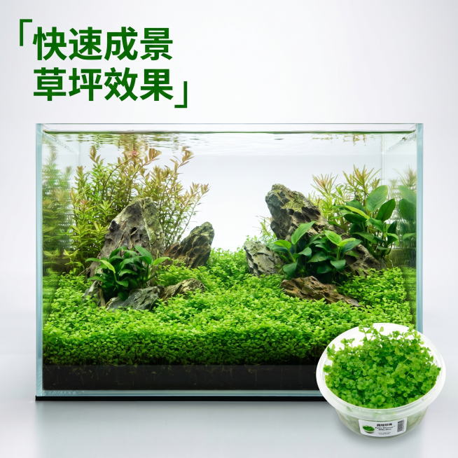确认预览效果