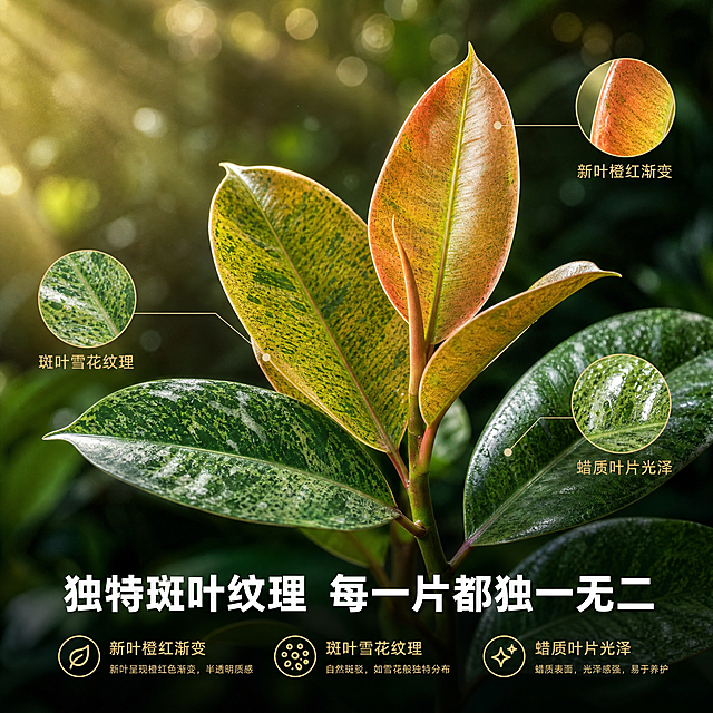 [主图-2] 叶片细节特写图 展示雀斑小姐独特斑叶纹理与新叶色彩
[统一基调] 高端热带雨林自然风格 深绿墨绿为主背景色 金色浅绿为点缀强调色 标题用白色粗体无衬线字体 辅助文字用浅金色细体 整体商业摄影质感 自然光从左上方斜射 营造柔和丁达尔效应 画面高级有呼吸感
[画面] 雀斑小姐橡皮树中上部叶片特写 主体占比约75% 重点展示3-4片不同成熟度的叶片 最顶端新叶呈橙红色半透明状 中层叶片为黄绿底色带深绿斑点 下层成熟叶片为深绿底色带白色粉斑 叶片表面蜡质光泽清晰 叶脉纹理分明 背景为虚化的雨林绿色植物 形成柔和散景 画面左下角或右下角留出小面积负空间放文字 用局部放大圆圈标注3处细节 分别指向"新叶橙红渐变""斑叶雪花纹理""蜡质叶片光泽"
[光影质感] 微距商业摄影质感 侧逆光打在叶片边缘形成金边效果 叶片半透明质感突出 斑点纹理层次分明 叶面有自然水珠或光泽感 光影柔和不刺眼 背景虚化自然
[配色] 叶片绿色层次丰富 橙红新叶为视觉焦点 背景虚化深绿 文字白色与金色
[文字版式] 画面底部横排 主标题"独特斑叶纹理 每一片都独一无二" 下方三个小图标加文字对应三处细节标注 文字居中或左对齐 主标题粗体醒目 说明文字细体缩小 不遮挡叶片主体
[输出要求] 1:1正方形 2048px 叶片纹理清晰 色彩还原准确 禁止变形 错字 模糊 杂乱 水印 禁止叶片出现不自然拼接